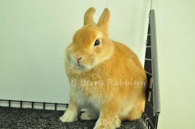 PF35492 - Netherland Dwarf Rabbit