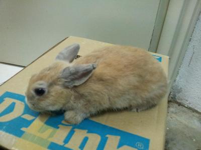 Nd Buck 2 - Netherland Dwarf Rabbit