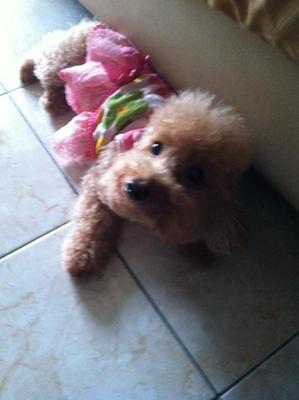 Toy Poodle - Poodle Dog