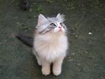 Silver - Persian Cat