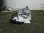 Silver - Persian Cat