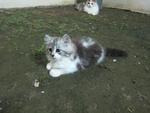 Silver - Persian Cat