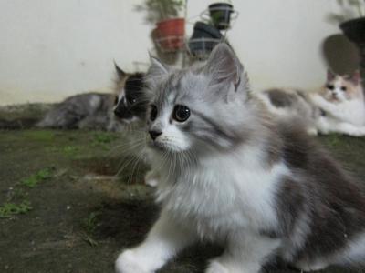 Silver - Persian Cat