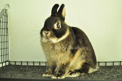 Netherland Dwarf - Black Otter 72 - Netherland Dwarf Rabbit