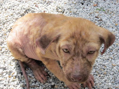 Lucky - Labrador Retriever Mix Dog