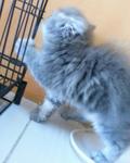 Silver Tabby - Domestic Long Hair Cat