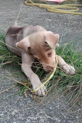 Wan Zu - Mixed Breed Dog