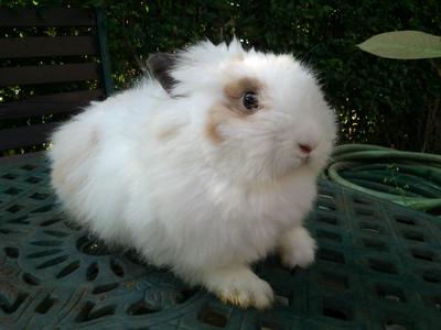 Beeto - Angora Rabbit Rabbit