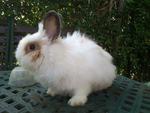 Beeto - Angora Rabbit Rabbit