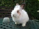 Beeto - Angora Rabbit Rabbit