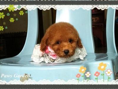 Toy Poodle(Urgent) - Poodle Dog