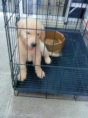 Golden Puppy - Golden Retriever Dog