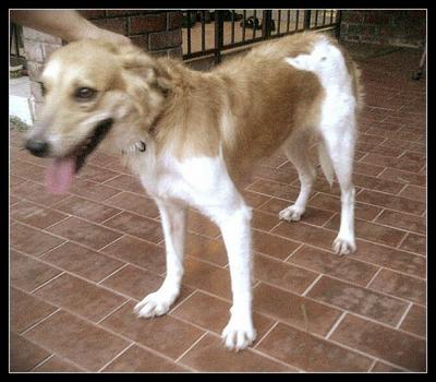 Elsie - Border Collie Mix Dog