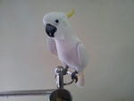 The Cockatoo