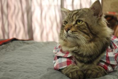 Tiger - Maine Coon + Persian Cat