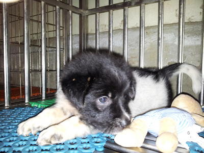 Baby Pup - Mixed Breed Dog