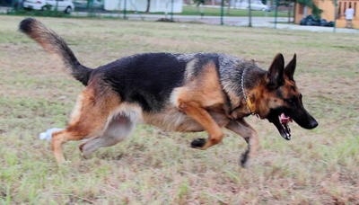 Trained Pure Breed Gsd + Mka Cert - German Shepherd Dog Dog