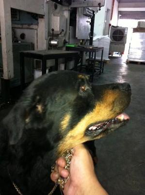 Unknow( Girl ) - Rottweiler Dog