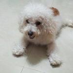 Toy poodle found on 18-Sep-2012