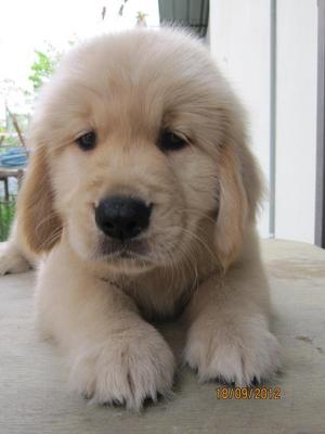 Golden Retriever Puppies - Golden Retriever Dog