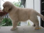 Golden Retriever Puppies - Golden Retriever Dog