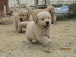 Golden Retriever Puppies - Golden Retriever Dog