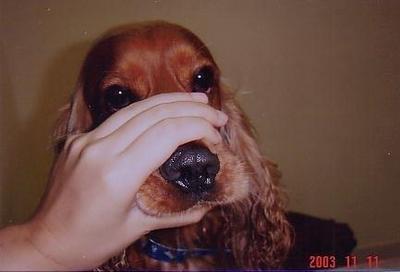 Odie - English Cocker Spaniel Dog