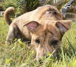 Tiger - Mixed Breed Dog