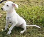 Frosty - Mixed Breed Dog