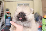 Grey Pomeranian Puppies - Pomeranian Dog