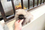 Grey Pomeranian Puppies - Pomeranian Dog