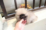 Grey Pomeranian Puppies - Pomeranian Dog