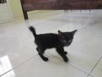 Gita - Domestic Short Hair Cat