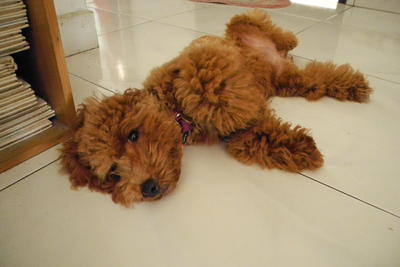 Coffee - Poodle Dog