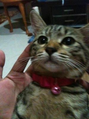 Cute Coklat - Oriental Tabby Cat