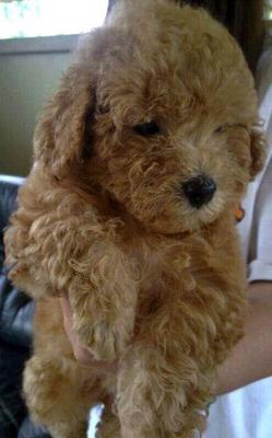  Brown Toy Poodle With Cert - Poodle Dog