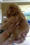  Brown Toy Poodle With Cert - Poodle Dog