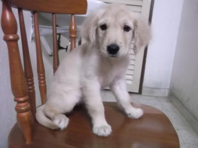 Golden Retriever Puppy - Golden Retriever Dog