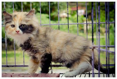 Calico - Domestic Long Hair Cat