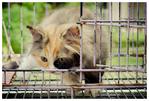 Calico - Domestic Long Hair Cat