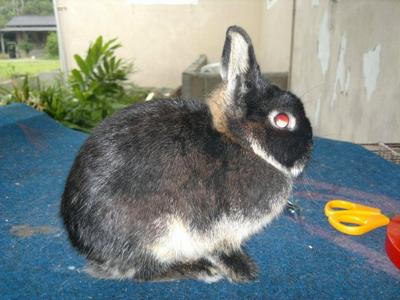 Netherland Dwarf Black Otter Doe - Netherland Dwarf Rabbit