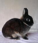 Netherland Dwarf Black Otter Doe - Netherland Dwarf Rabbit