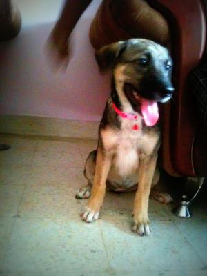 Pinky  - Mixed Breed Dog