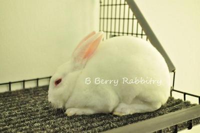 Mini Rex - Rew  - Mini Rex Rabbit