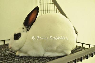 Mini Rex - Broken Black-light Mark - Mini Rex Rabbit