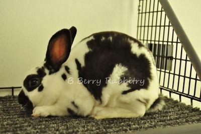 Mini Rex - Broken Black - Mini Rex Rabbit