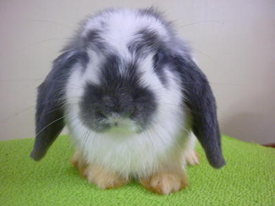 Doe 1. Anabelle - Holland Lop Rabbit