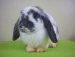 Doe 1. Anabelle - Holland Lop Rabbit