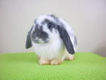 Doe 1. Anabelle - Holland Lop Rabbit