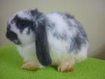 Doe 1. Anabelle - Holland Lop Rabbit